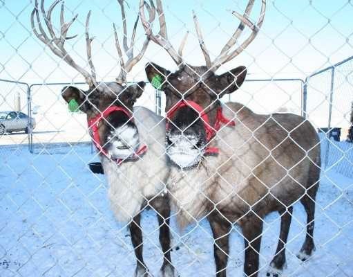 Waukee Wonderland Event Offers Holiday Cheer For All